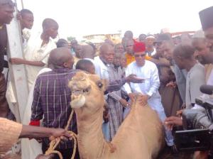 shehu-sani-riding-a-camel